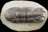 Bargain Crotalocephalina Trilobite - Morocco #37000-3